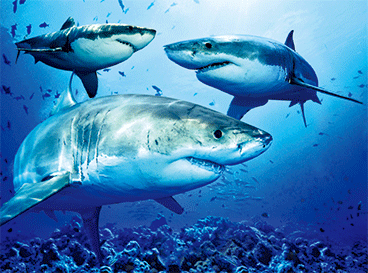 3D Placemats Pack of 2 Australia 3D Lenticular Printed Aussie Animals Wildlife Designs - fair-dinkum-gifts