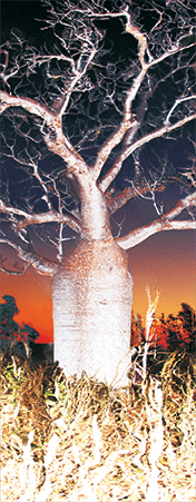 Pack of 5 x 3D Bookmarks LENTICULAR Book Marks Aussie Australian Theme Animals Souvenirs - fair-dinkum-gifts