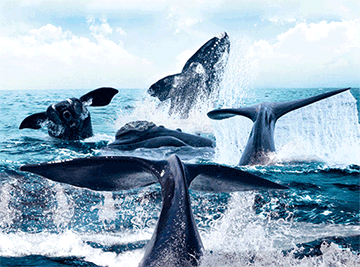 3D Placemats Pack of 2 Australia 3D Lenticular Printed Aussie Animals Wildlife Designs - fair-dinkum-gifts