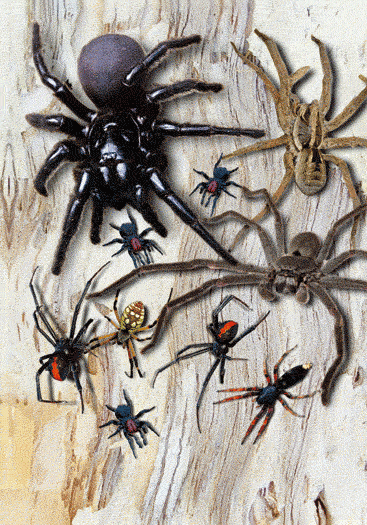 3D Spiral Notebook Aussie Animals Australian - 24 designs to choose from - fair-dinkum-gifts