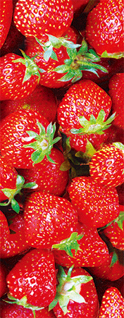 Pack of 5 x 3D Bookmarks LENTICULAR Book Marks Aussie Australian Theme Animals Souvenirs - fair-dinkum-gifts