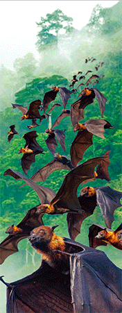 Pack of 5 x 3D Bookmarks LENTICULAR Book Marks Aussie Australian Theme Animals Souvenirs - fair-dinkum-gifts