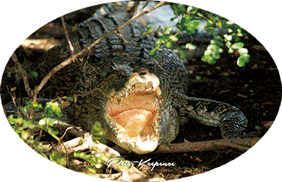 3D Oval Sticker Aussie Animals Australian Souvenirs Lenticular Bumper Stickers - fair-dinkum-gifts