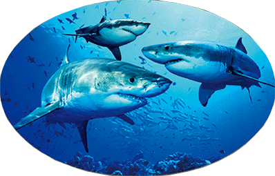 3D Oval Sticker Aussie Animals Australian Souvenirs Lenticular Bumper Stickers - fair-dinkum-gifts