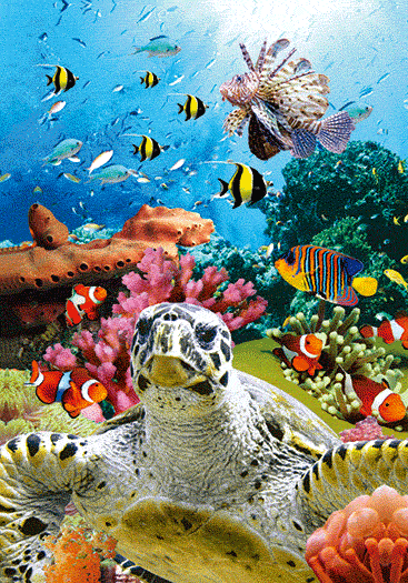 3D Spiral Notebook Aussie Animals Australian - 24 designs to choose from - fair-dinkum-gifts