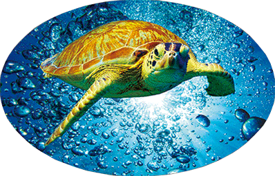 3D Oval Sticker Aussie Animals Australian Souvenirs Lenticular Bumper Stickers - fair-dinkum-gifts