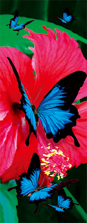 Pack of 5 x 3D Bookmarks LENTICULAR Book Marks Aussie Australian Theme Animals Souvenirs - fair-dinkum-gifts