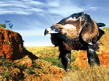 3D Placemats Pack of 2 Australia 3D Lenticular Printed Aussie Animals Wildlife Designs - fair-dinkum-gifts