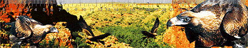 3D Ruler 30cm Aussie Animals Australian Native Designs Lenticular Printed - fair-dinkum-gifts