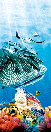 Pack of 5 x 3D Bookmarks LENTICULAR Book Marks Aussie Australian Theme Animals Souvenirs - fair-dinkum-gifts