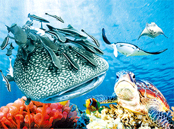 3D Placemats Pack of 2 Australia 3D Lenticular Printed Aussie Animals Wildlife Designs - fair-dinkum-gifts