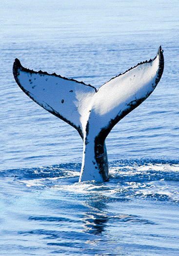 3D Spiral Notebook Aussie Animals Australian - 24 designs to choose from - fair-dinkum-gifts