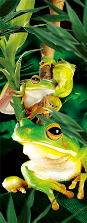 Pack of 5 x 3D Bookmarks LENTICULAR Book Marks Aussie Australian Theme Animals Souvenirs - fair-dinkum-gifts