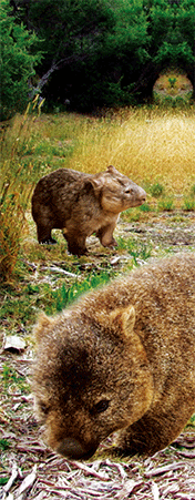 Pack of 5 x 3D Bookmarks LENTICULAR Book Marks Aussie Australian Theme Animals Souvenirs - fair-dinkum-gifts