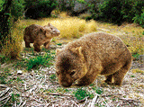 3D Placemats Pack of 2 Australia 3D Lenticular Printed Aussie Animals Wildlife Designs - fair-dinkum-gifts