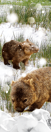 Pack of 5 x 3D Bookmarks LENTICULAR Book Marks Aussie Australian Theme Animals Souvenirs - fair-dinkum-gifts