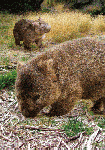 3D Spiral Notebook Aussie Animals Australian - 24 designs to choose from - fair-dinkum-gifts