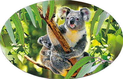 3D Oval Sticker Aussie Animals Australian Souvenirs Lenticular Bumper Stickers - fair-dinkum-gifts