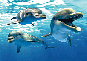 3D Postcard Aussie Themes Australian Animals Souvenir Group 3 - fair-dinkum-gifts