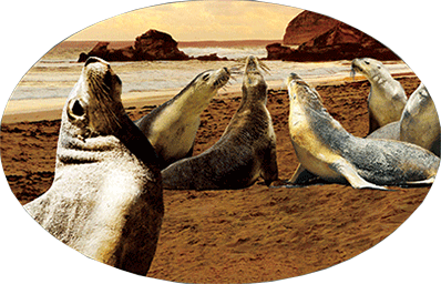 3D Oval Sticker Aussie Animals Australian Souvenirs Lenticular Bumper Stickers - fair-dinkum-gifts