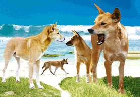 3D Magnets Group 3 - fair-dinkum-gifts