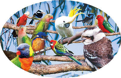 3D Oval Sticker Aussie Animals Australian Souvenirs Lenticular Bumper Stickers - fair-dinkum-gifts