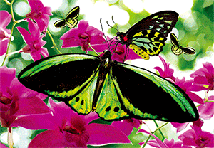 3D Magnets Group 3 - fair-dinkum-gifts