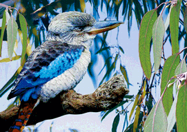 3D Magnets Group 1 - fair-dinkum-gifts