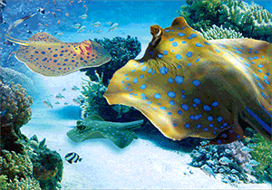 3D Magnets Group 1 - fair-dinkum-gifts