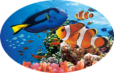 3D Oval Sticker Aussie Animals Australian Souvenirs Lenticular Bumper Stickers - fair-dinkum-gifts