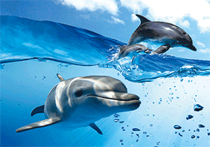 3D Postcard Aussie Themes Australian Animals Souvenir Group 3 - fair-dinkum-gifts