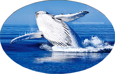 3D Oval Sticker Aussie Animals Australian Souvenirs Lenticular Bumper Stickers - fair-dinkum-gifts