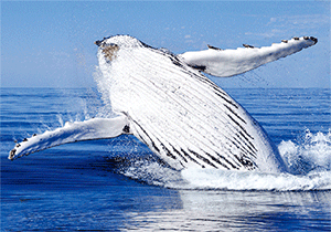 3D Magnets Group 1 - fair-dinkum-gifts