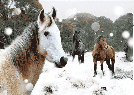 3D Magnets Group 2 - fair-dinkum-gifts