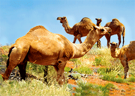 3D Magnets Group 1 - fair-dinkum-gifts