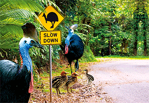 3D Magnets Group 3 - fair-dinkum-gifts