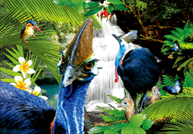 3D Magnets Group 3 - fair-dinkum-gifts