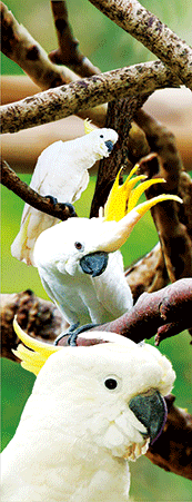 Pack of 5 x 3D Bookmarks LENTICULAR Book Marks Aussie Australian Theme Animals Souvenirs - fair-dinkum-gifts