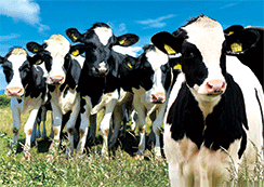 3D Magnets Group 3 - fair-dinkum-gifts