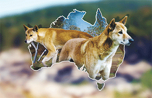 3D Magnets Group 3 - fair-dinkum-gifts