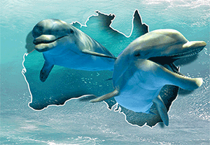 3D Postcard Aussie Themes Australian Animals Souvenir Group 3 - fair-dinkum-gifts