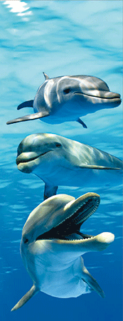 Pack of 5 x 3D Bookmarks LENTICULAR Book Marks Aussie Australian Theme Animals Souvenirs - fair-dinkum-gifts