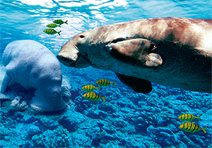 3D Magnets Group 1 - fair-dinkum-gifts