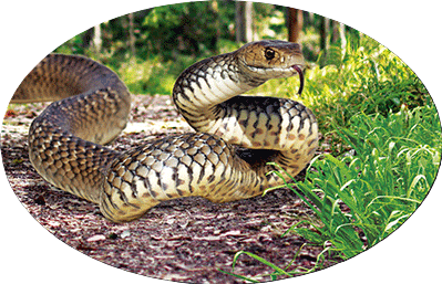 3D Oval Sticker Aussie Animals Australian Souvenirs Lenticular Bumper Stickers - fair-dinkum-gifts