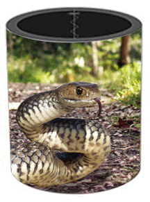 3D Stubby Holders Set of 4 Lenticular Printed Aussie Designs - 34 to choose from - fair-dinkum-gifts