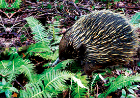 3D Magnets Group 3 - fair-dinkum-gifts