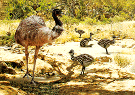 3D Magnets Group 3 - fair-dinkum-gifts