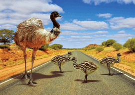 3D Magnets Group 3 - fair-dinkum-gifts