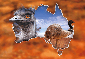 3D Magnets Group 1 - fair-dinkum-gifts