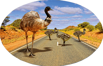 3D Oval Sticker Aussie Animals Australian Souvenirs Lenticular Bumper Stickers - fair-dinkum-gifts